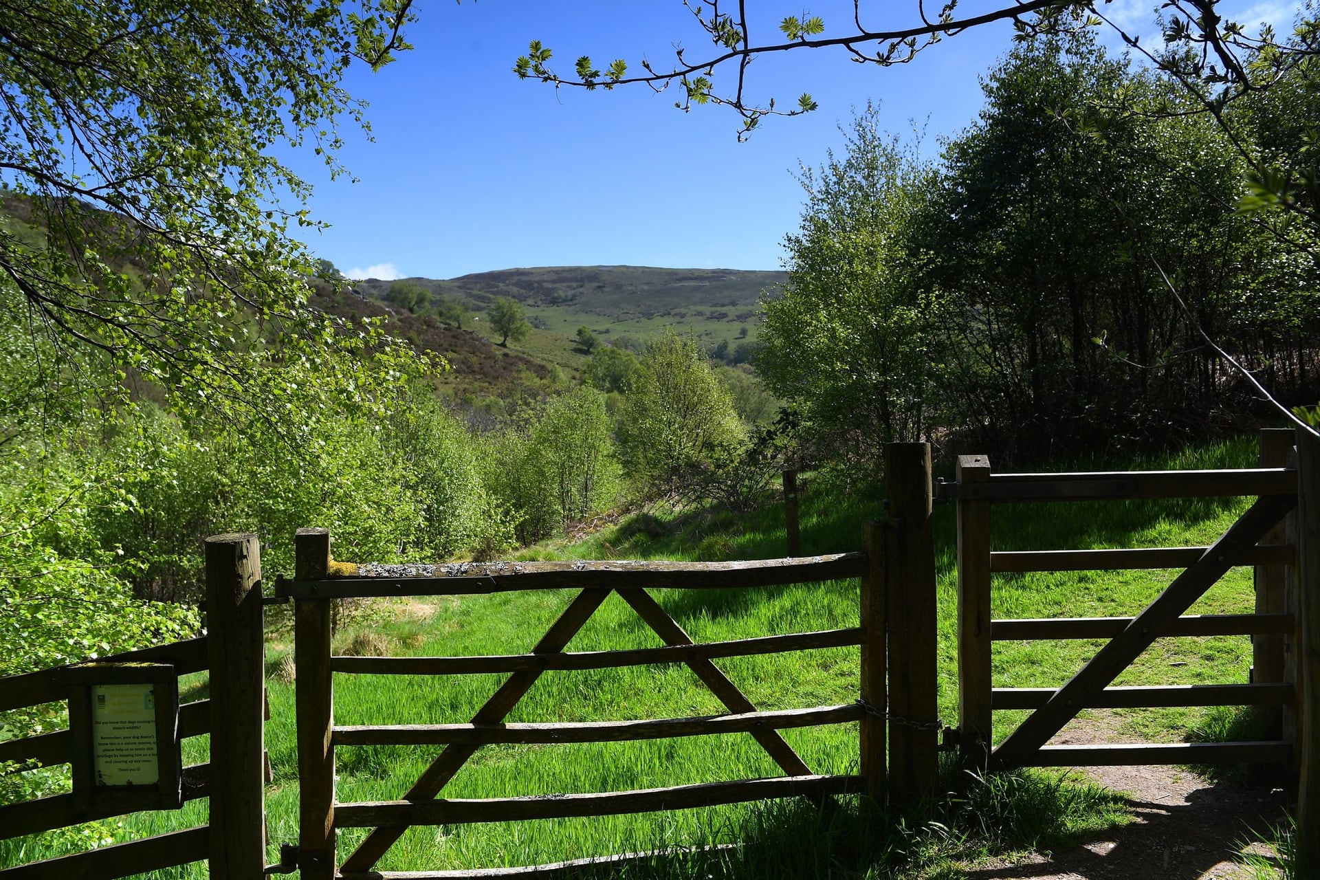 A wooden gate opens onto a sunlit green trail at Gilfach Nature Reserve