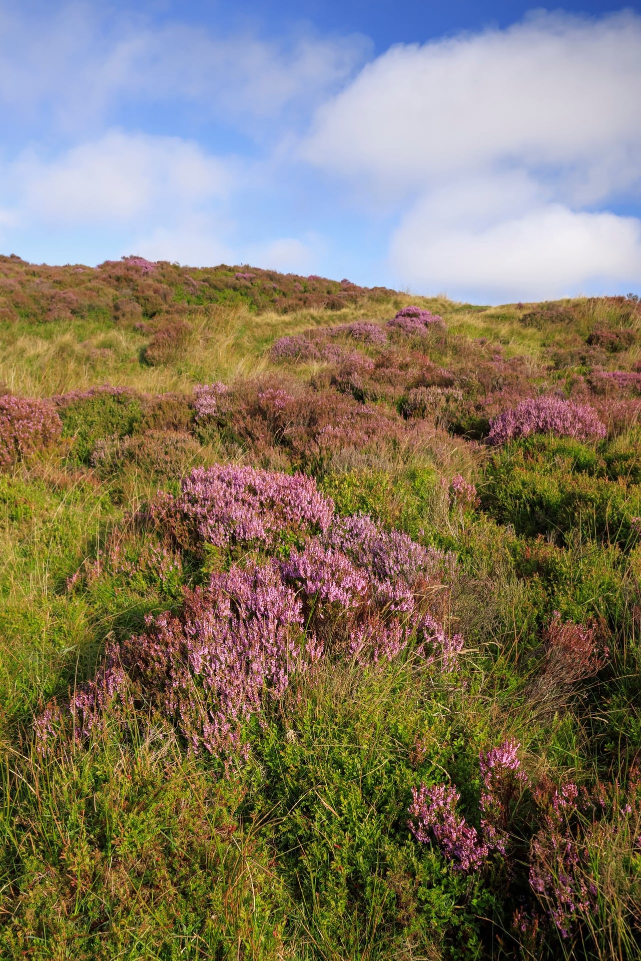 Pink heather and green bilberry cover a path through Welsh moorland beneath a blue sky
