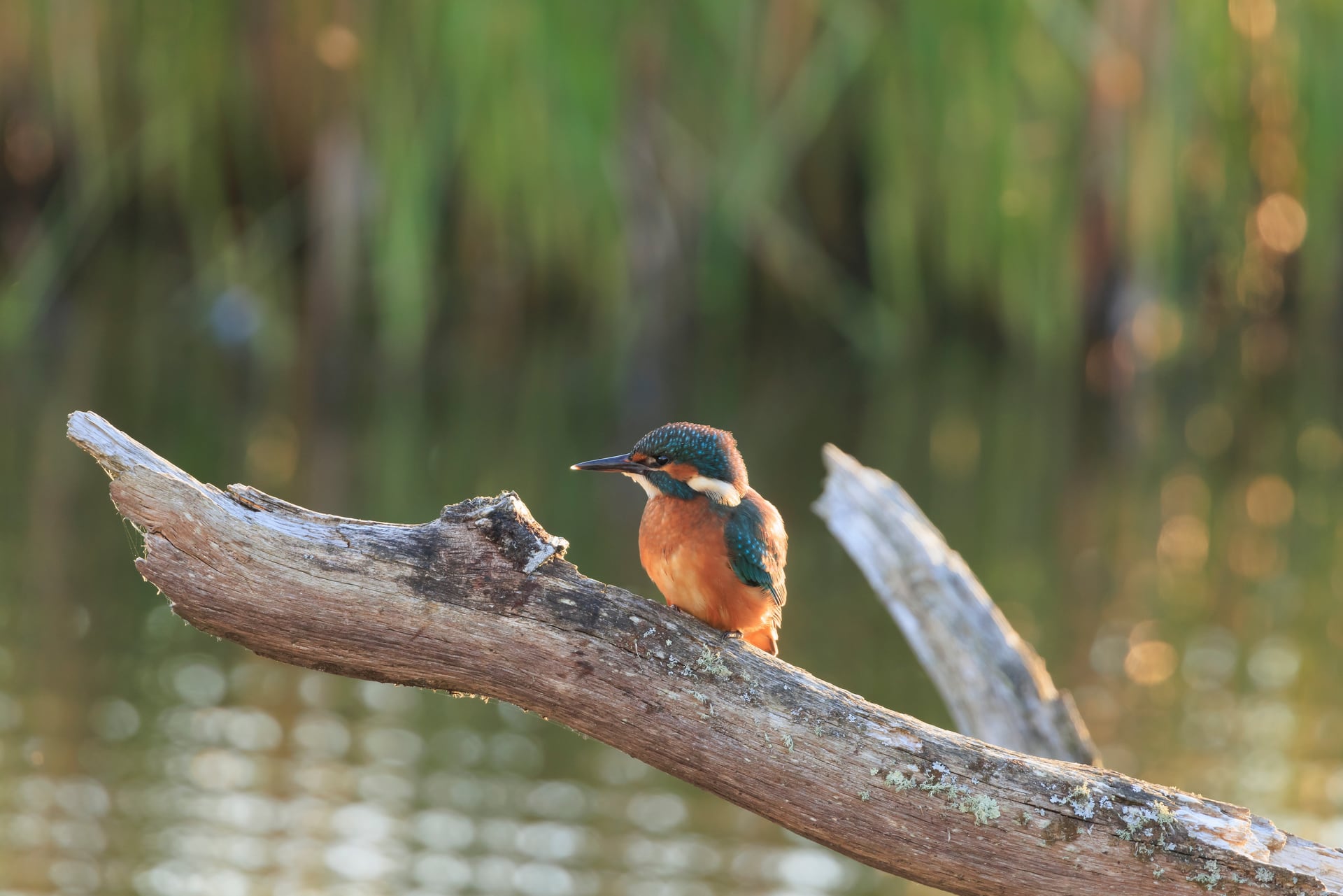A blue and orange kingfisher sits on a weathered branch beside reeds