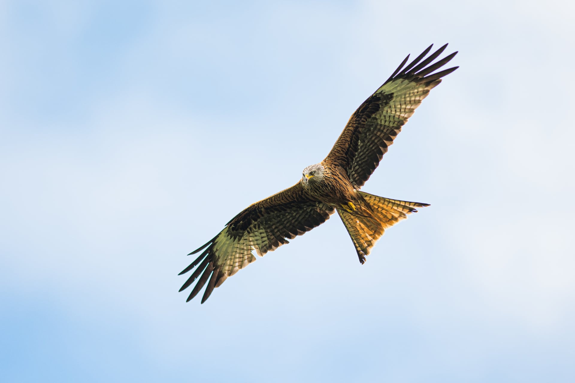A red kite glides across a blue sky at Gigrin Farm