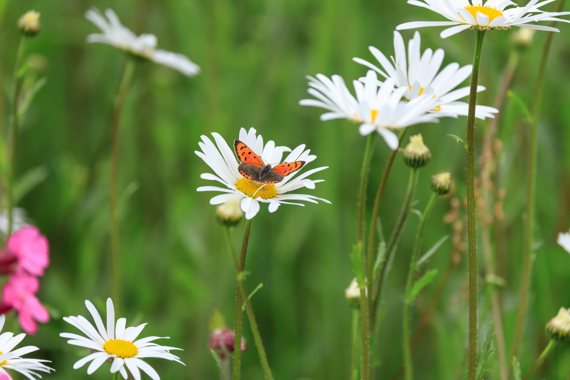 A small copper butterfly rests on a white daisy at the Welsh Wildlife Centre