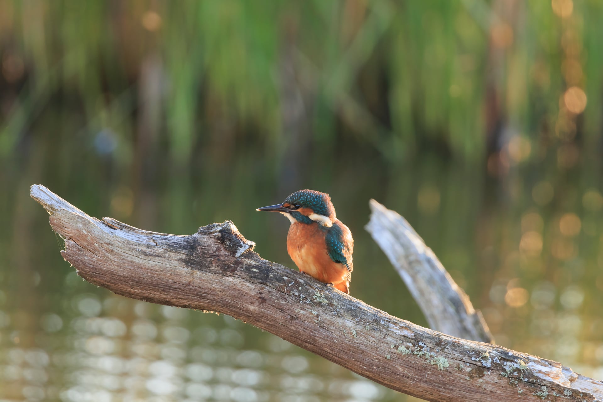 A kingfisher perched on a branch beside the water