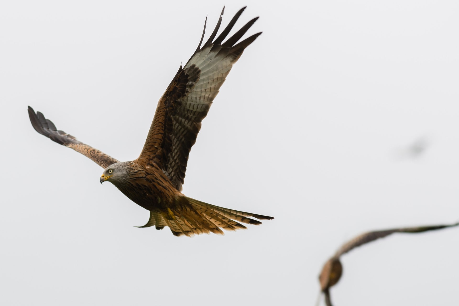 Rotmilane im Flug über der Gigrin Farm bei Rhayader.