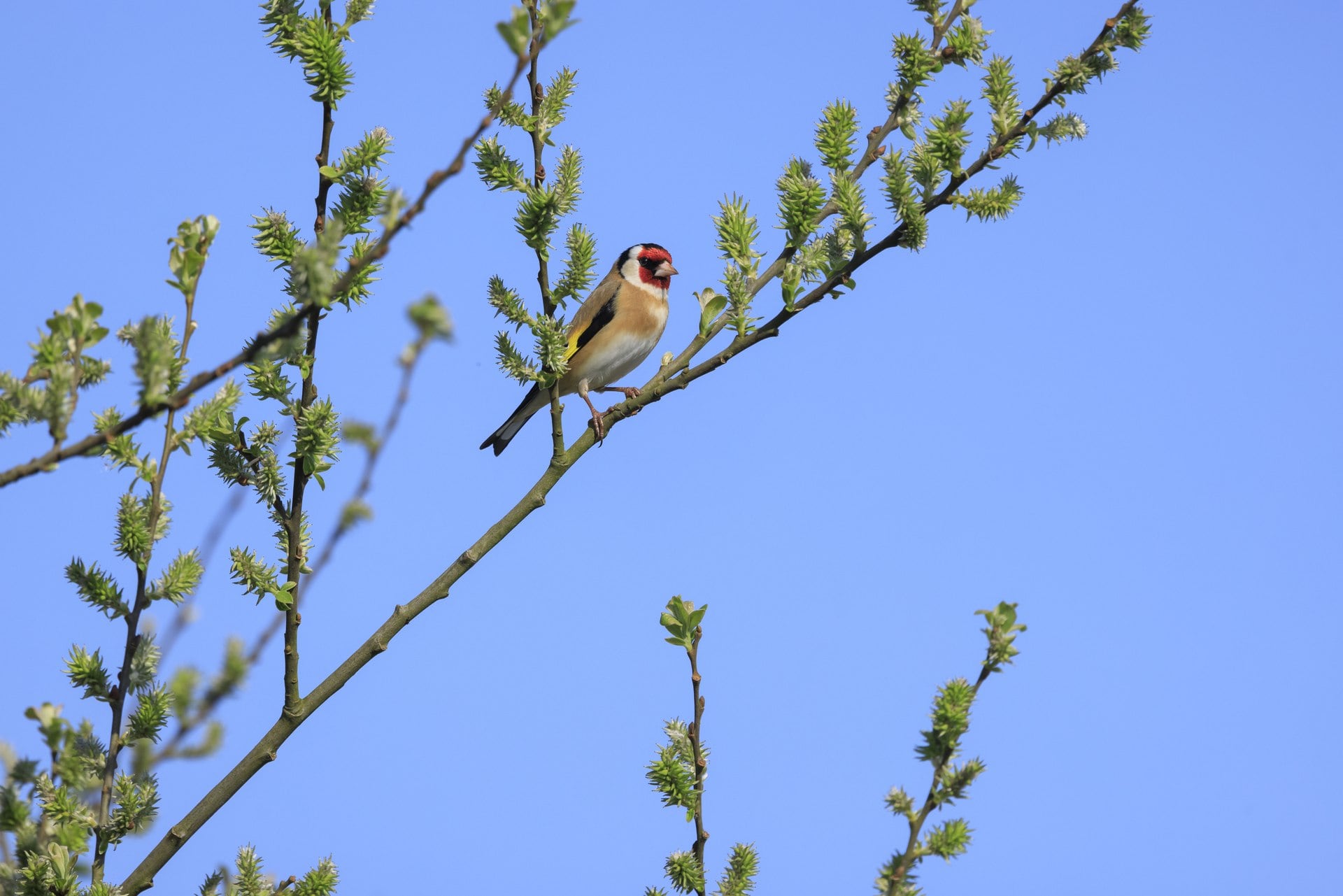 A goldfinch perched on a leafy branch against a clear blue sky
