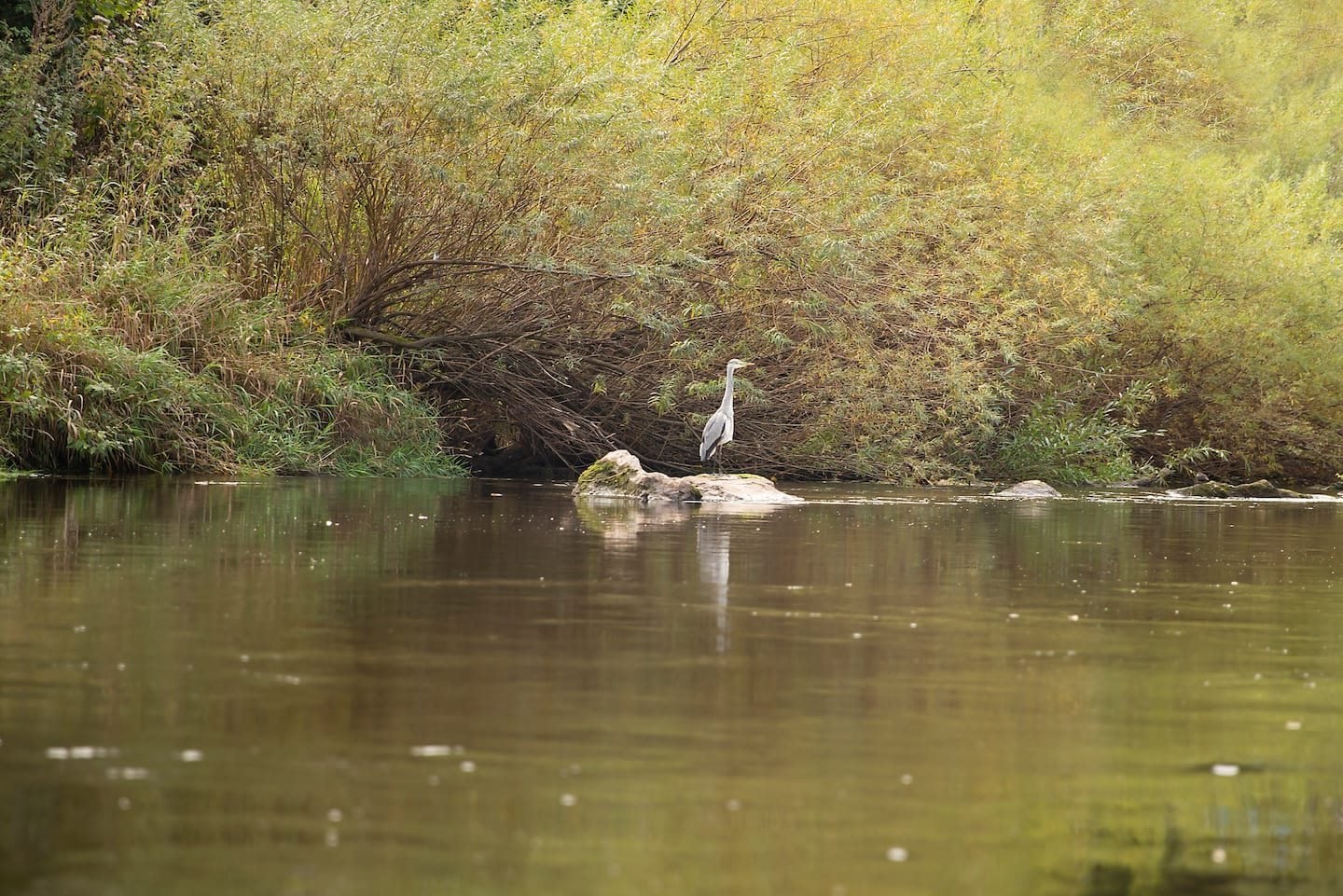 Afon Gwy ar y fferm