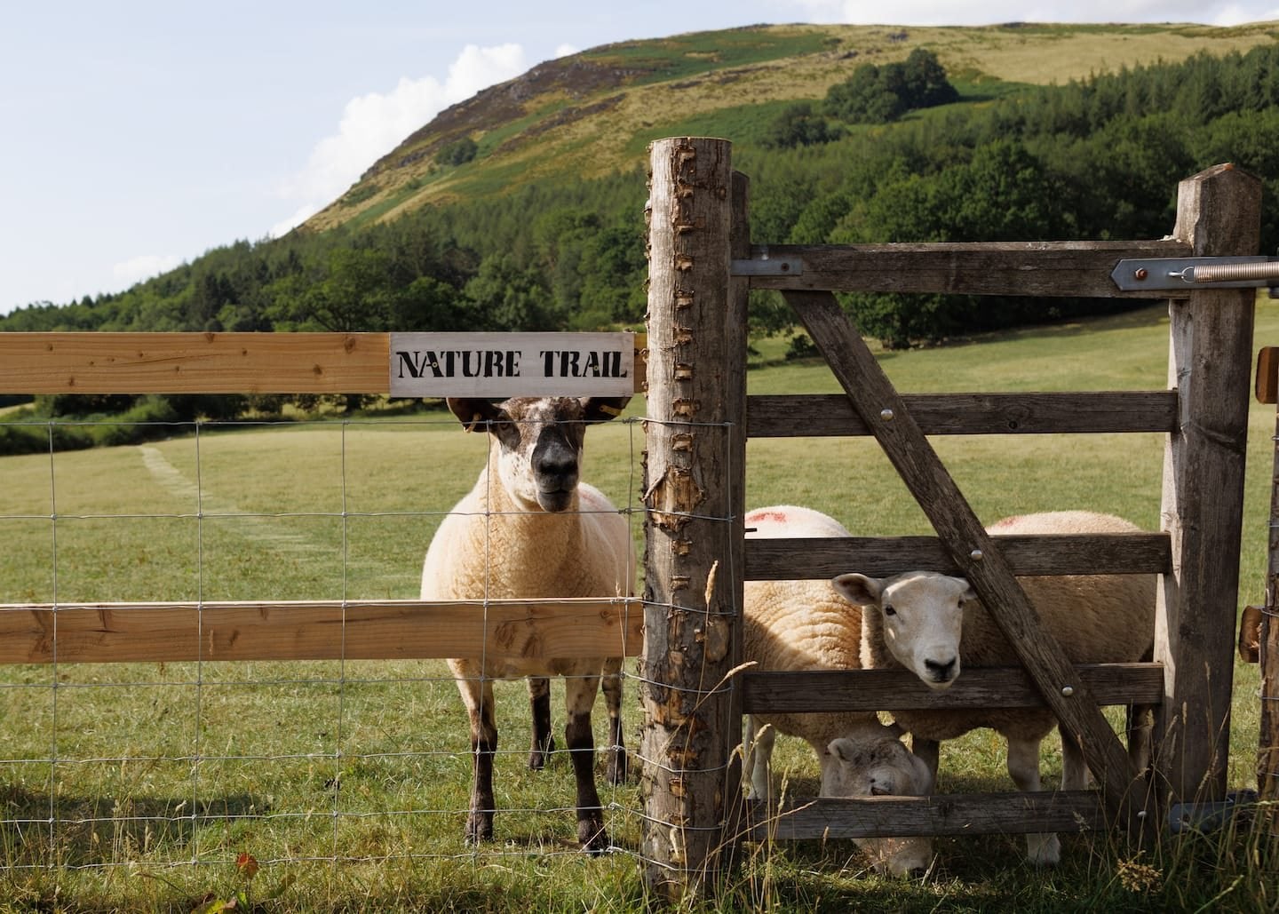 Llwybr natur y fferm